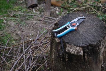 Pruning
