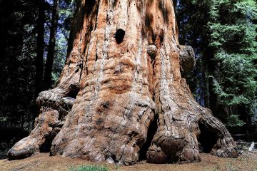 Sequioa Tree