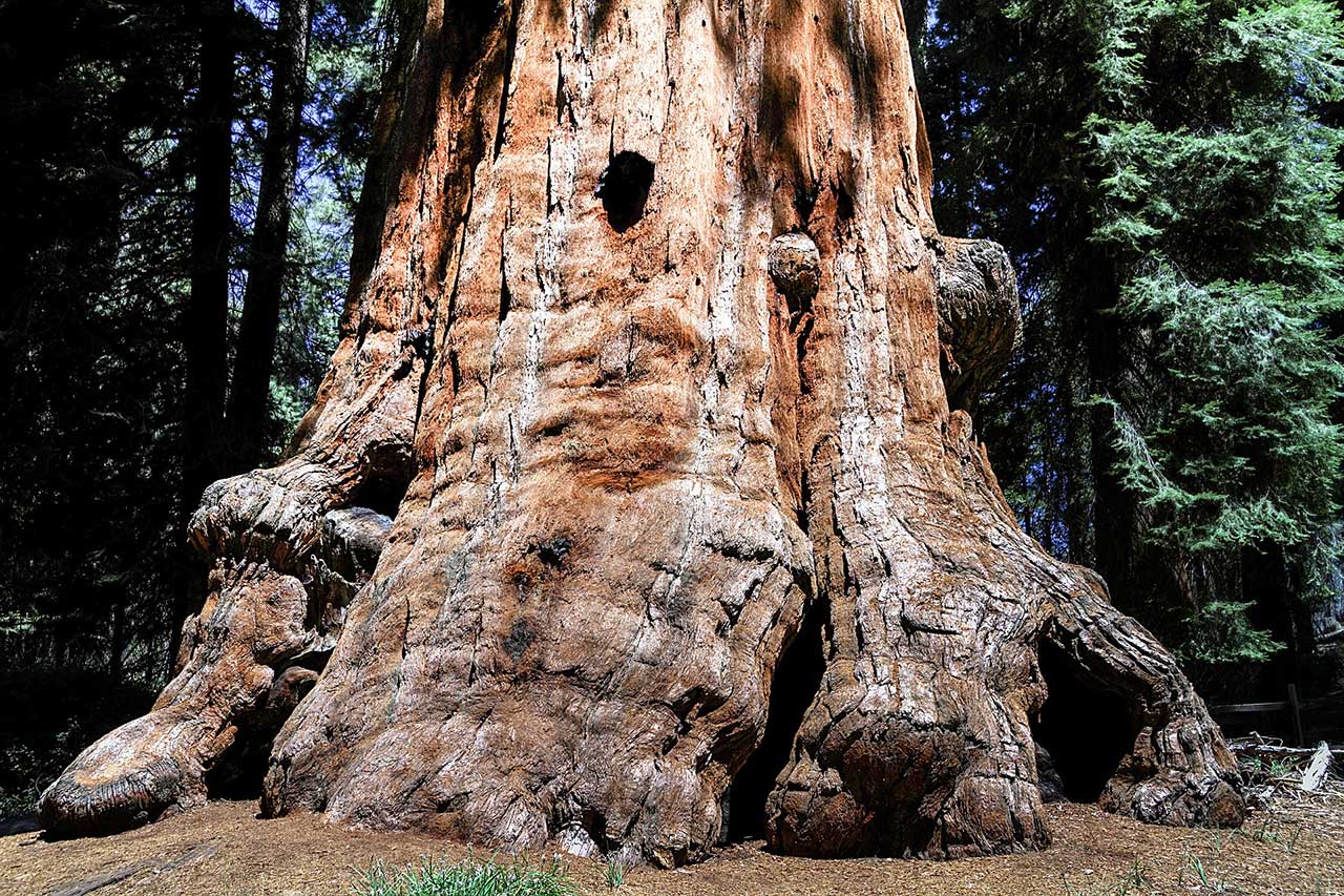 Sequioa Tree
